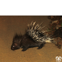 گونه تشی Indian Crested Porcupine